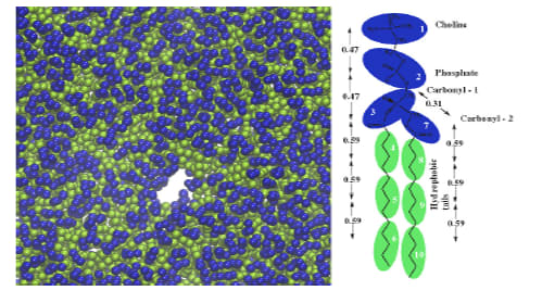 Electroporation_using_DPD Electroporation_using_DPD